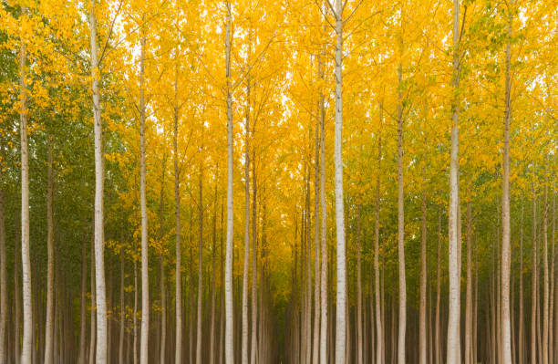 Looking through an aspen tree farm showing uniform lines of trees in fall colors with yellow leaves