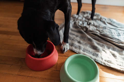 Hungry mixed-breed dog, eating dog food, granules from the dog bowl