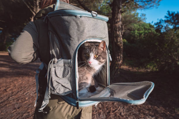 istock Funny tabby cat sitting in open pet backpack carrier outdoors. Cat in backpack 1346535534