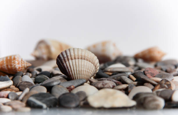 istock Seashell on a background of stones. Marine background. 1346535754