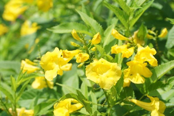 istock yellow Tecoma stans flower in nature garden 1346535915
