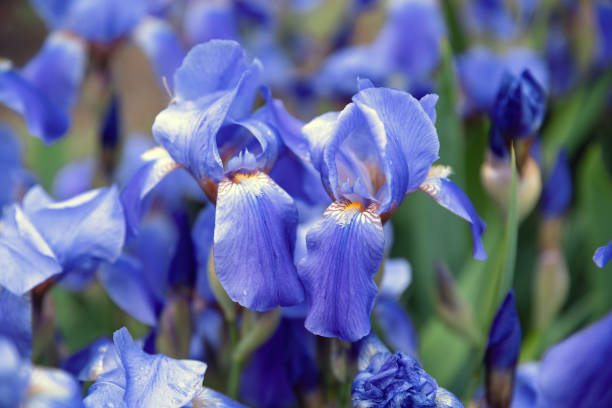 istock Blue flower irises close up, nature background 1346535972