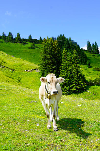 cow with a cowbell on a mountain pasture on the hahnenkamm mountain in austria. - hahnenkamm imagens e fotografias de stock