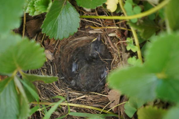 istock baby bird in the nest 1346536173