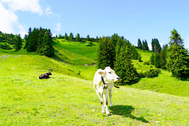 cow with a cowbell on a mountain pasture on the hahnenkamm mountain in austria. - hahnenkamm imagens e fotografias de stock