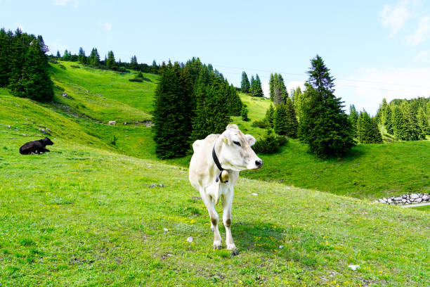 mucca con un campanello su un alpeggio sul monte hahnenkamm in austria. - hahnenkamm foto e immagini stock