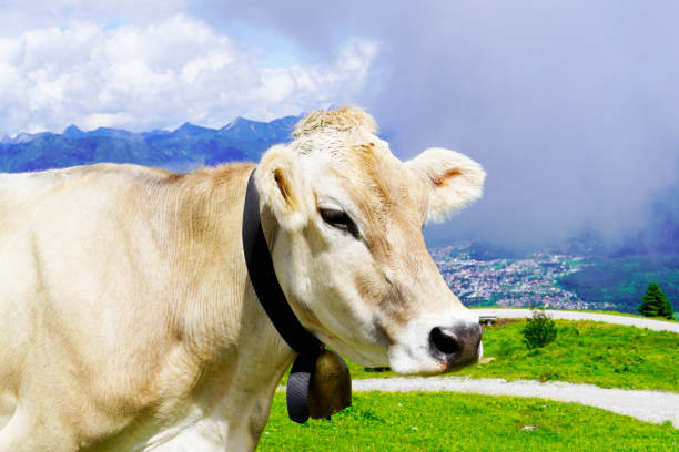mucca con un campanello su un alpeggio sul monte hahnenkamm in austria. - hahnenkamm foto e immagini stock