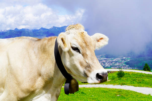 cow with a cowbell on a mountain pasture on the hahnenkamm mountain in austria. - hahnenkamm imagens e fotografias de stock