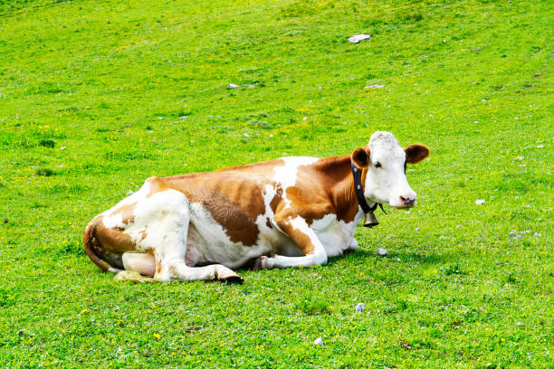 cow with a cowbell on a mountain pasture on the hahnenkamm mountain in austria. - hahnenkamm imagens e fotografias de stock