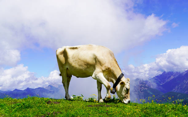 cow with a cowbell on a mountain pasture on the hahnenkamm mountain in austria. - hahnenkamm imagens e fotografias de stock