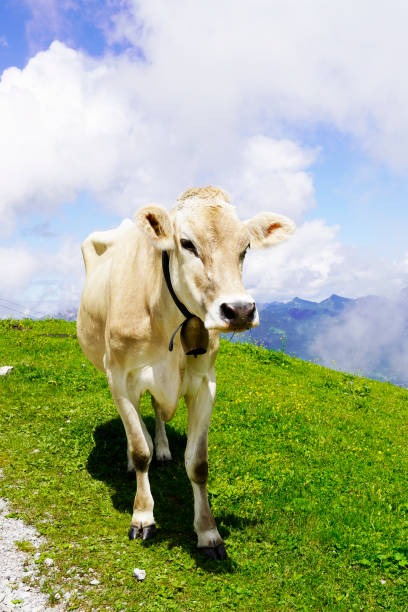 cow with a cowbell on a mountain pasture on the hahnenkamm mountain in austria. - hahnenkamm imagens e fotografias de stock