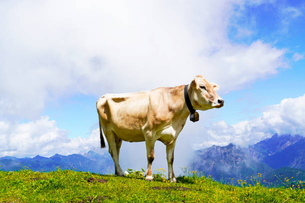 mucca con un campanello su un alpeggio sul monte hahnenkamm in austria. - hahnenkamm foto e immagini stock