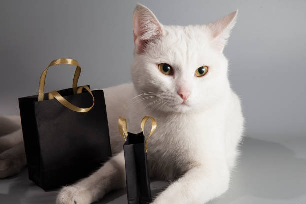 il gatto bianco si siede con borse nere con vendita del black friday - domestic cat bag shopping gift foto e immagini stock