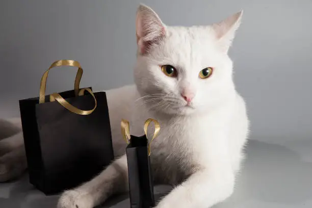 Photo of White cat sits with black bags with black friday sale