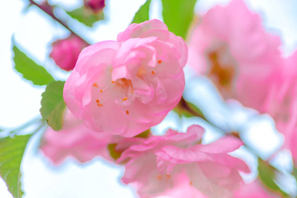 istock Pink flower sakura bloom in spring season, closeup 1346537383