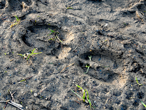 in the soft earth, the traces of a red deer are clearly marked