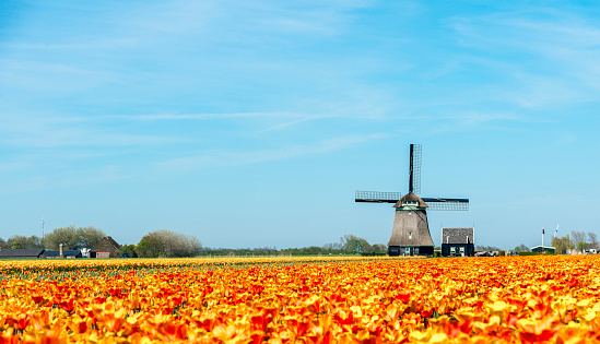 Orange, yellow and orange tulips in front of a typical Dutch windmill. Medium shot.
