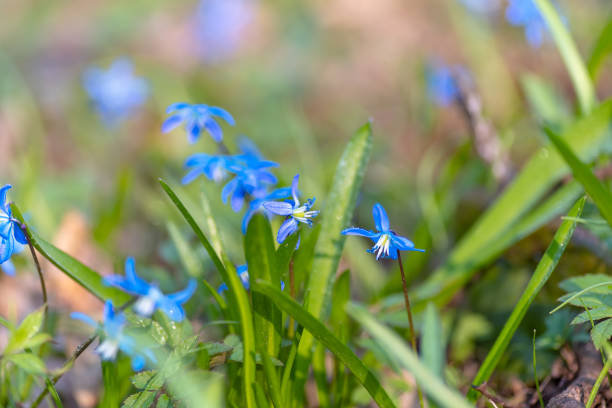istock Blue snowdrop flowers in early spring in the forest 1346537733