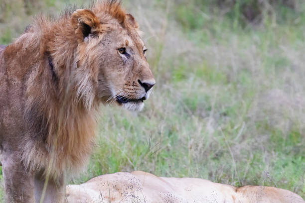 istock Lison in Masai Mara 1346539117