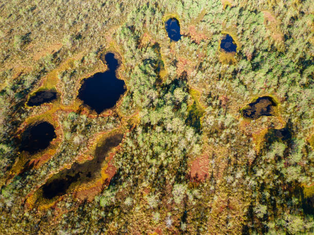 istock Swamps and forest in Estonian nature reserve 1346539381