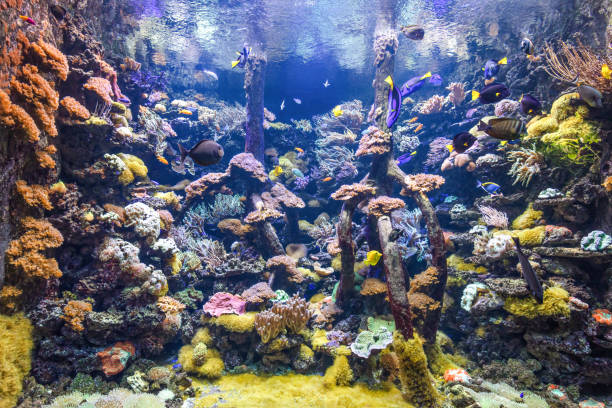 istock Underwater ocean - fish and coral reef 1346539468