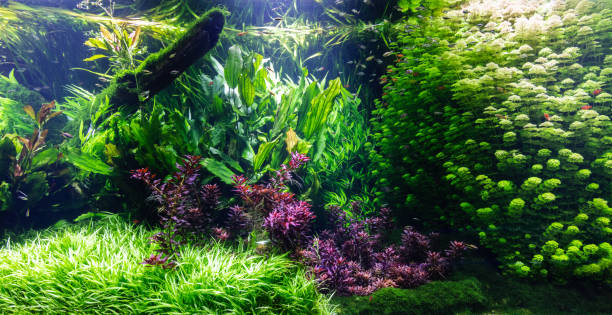 istock Underwater ocean - fish and coral reef 1346539471