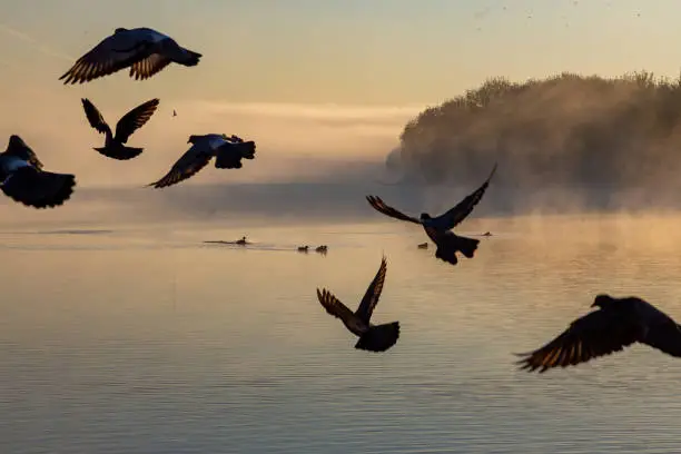 Silhouette of birds taking off in the dawn fog. Birds with open wings
