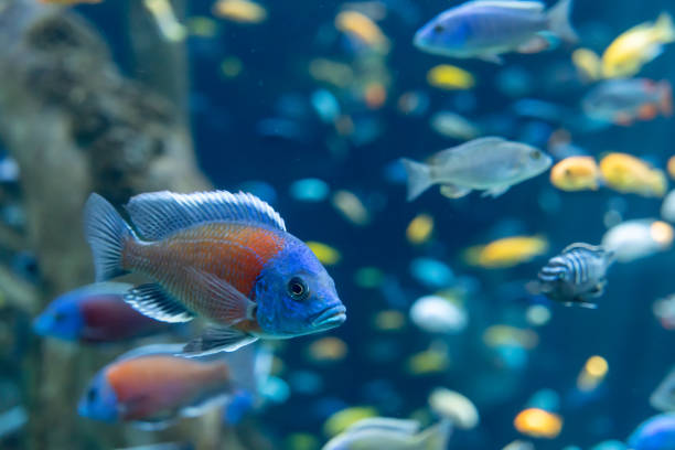 istock Fish and landscape in the aquarium 1346542227