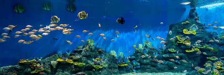 Fish and landscape in the aquarium
