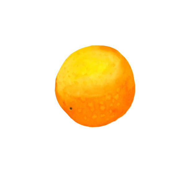 오렌지. 수채화 일러스트레이션. 고립 된 흰색 배경에 주황색. - isolated on white orange juice ripe leaf stock illustrations
