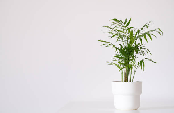 istock Bamboo palm or hamedorea in a pot on a white background with a place for text 1346543700