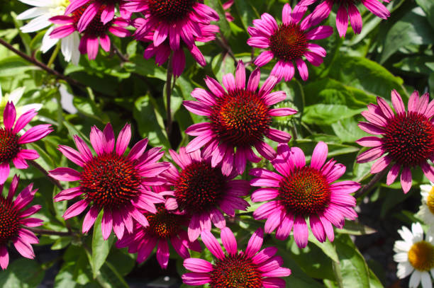 istock a red coneflower in the garden 1346543909