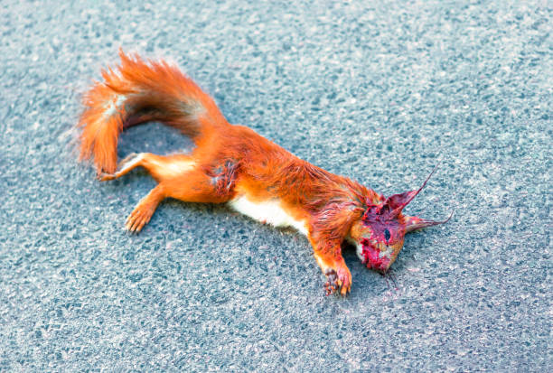 istock Adult squirrel hit by car on highway in forest. 1346544532