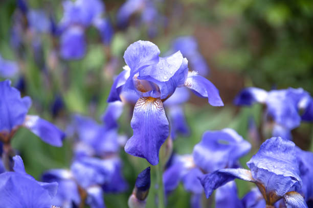 istock Blue flower irises close up, nature background 1346545694
