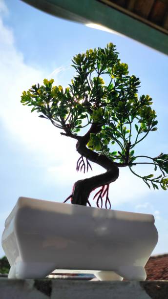 planta ornamental em um pote branco - fern flower pot plant decorative urn - fotografias e filmes do acervo