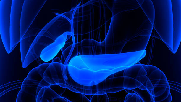 istock Human Internal Organs Pancreas with Gallbladder Anatomy 1346548277