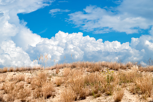 Dry grass in a desert area against the backdrop of thunder clouds in the sky. Nature background.