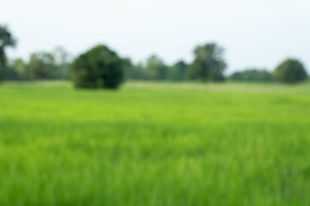istock blurred nature, green rice fields, green rice in morning and blurred for background concept 1346550354