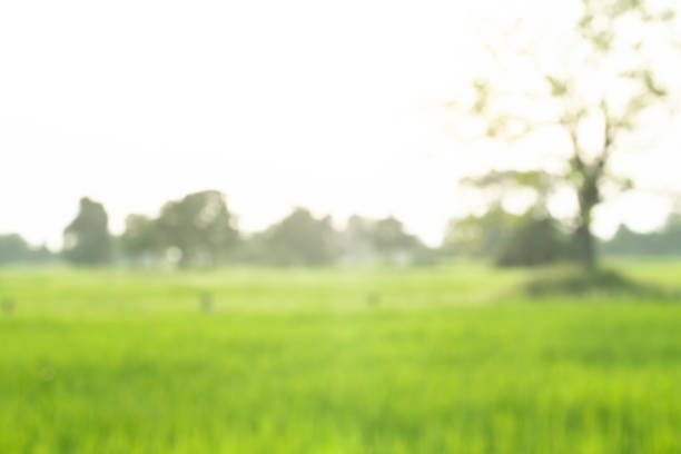 istock blurred nature, green rice fields, green rice in morning and blurred for background concept 1346550361