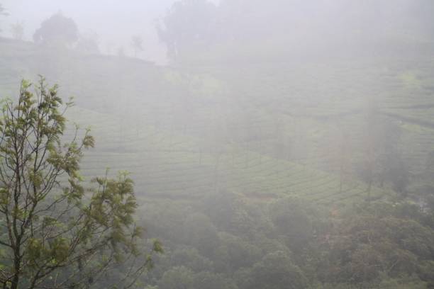 istock Foggy tea plantation 1346550411