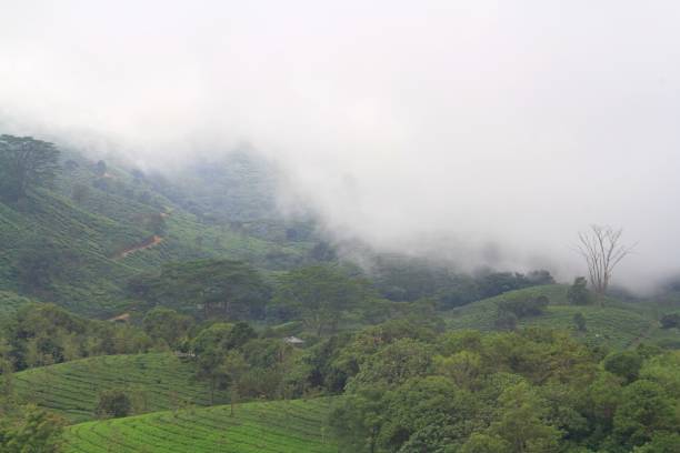 istock Foggy tea plantation 1346550412