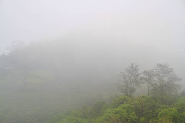 istock Foggy tea plantation 1346550413
