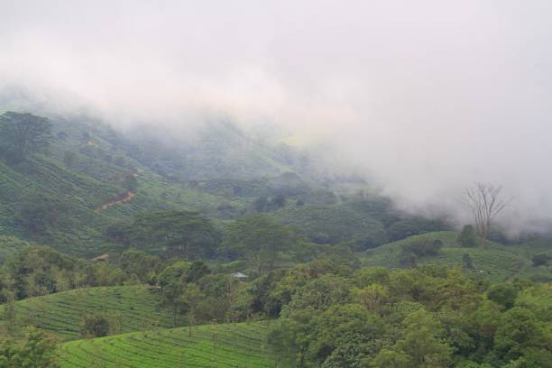 istock Foggy tea plantation 1346550419