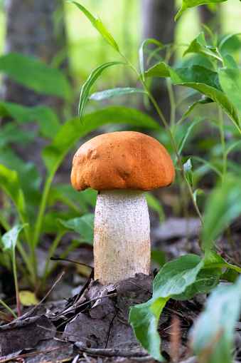 Red mushroom leccinum aurantacum in the spring forest. Big mushroom closeup. Nature background.