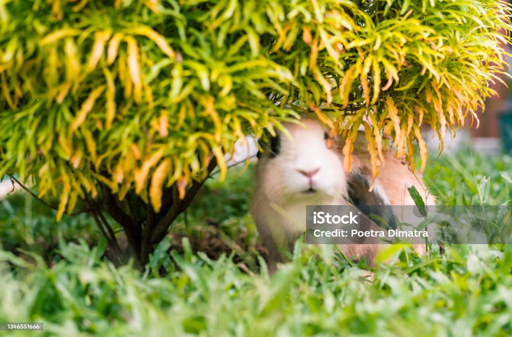 Rabbit Tree Hide White Rabbit Hiding On Small Tree Stock Photo - Download Image Now ...