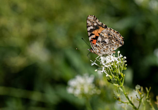istock Beauty of a butterfly 1346552551