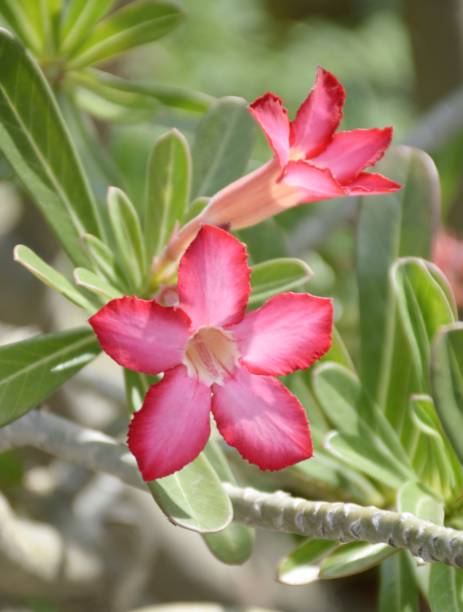 istock impala lily flower in nature garden 1346554523