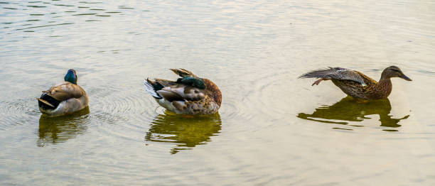 istock Ducks standing in water on lake 1346555985