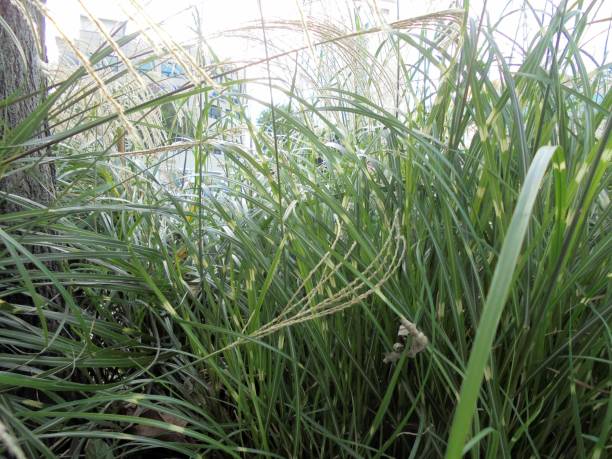 istock city grass blowing in the wind 1346556551