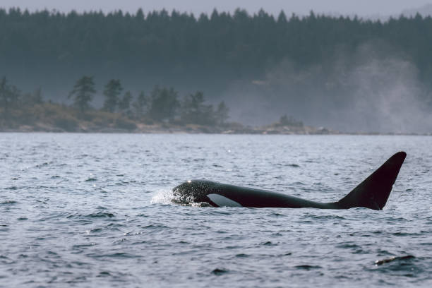 istock Orca in the Salish Sea 1346558405